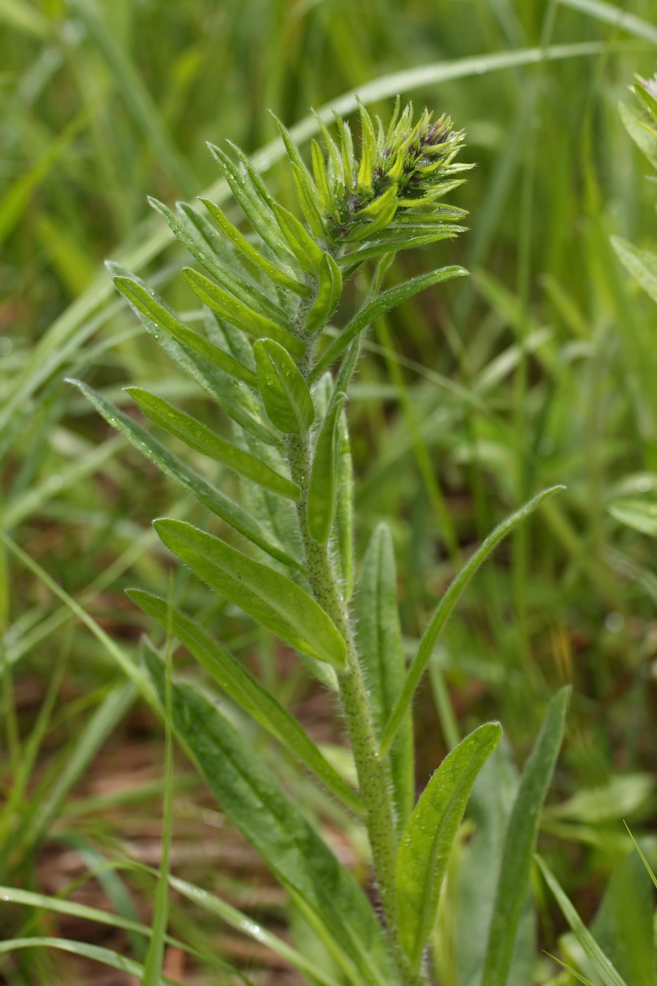 Image of Echium vulgare specimen.