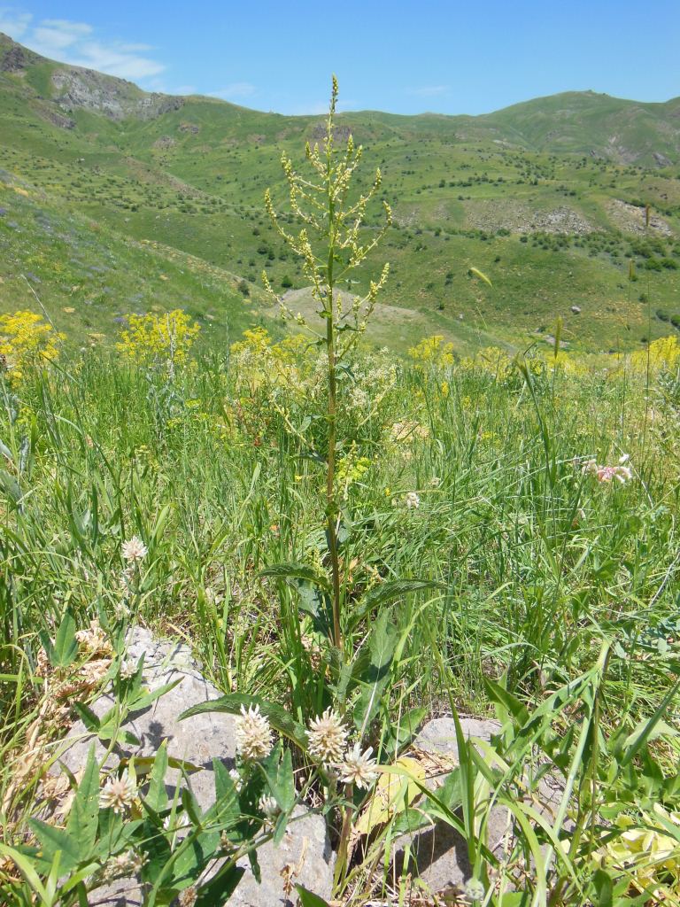 Image of genus Verbascum specimen.