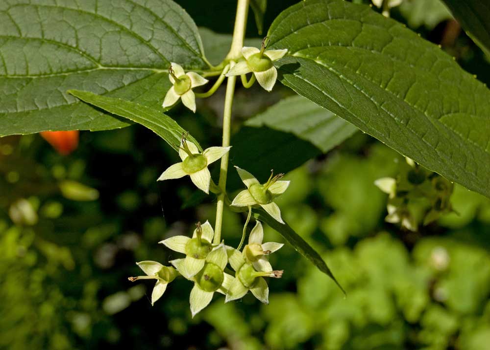 Image of Philadelphus coronarius specimen.