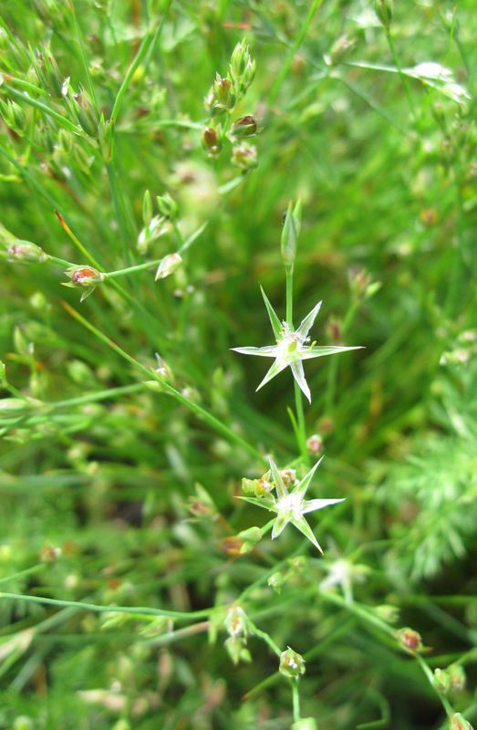 Image of Juncus bufonius specimen.