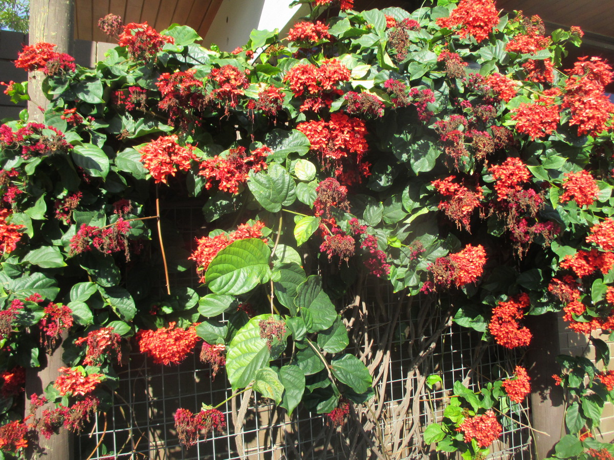 Image of Clerodendrum splendens specimen.