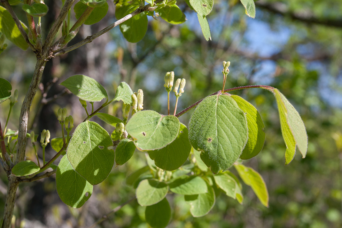 Image of Lonicera xylosteum specimen.