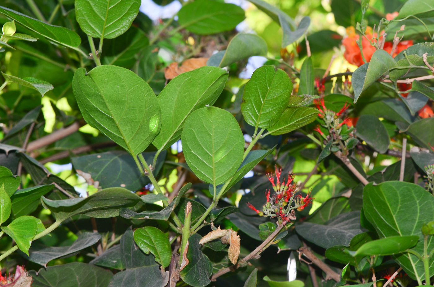 Изображение особи Combretum microphyllum.