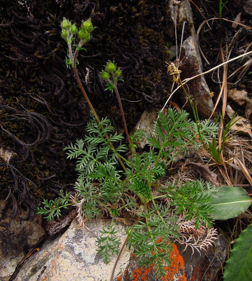 Image of Potentilla czerepninii specimen.