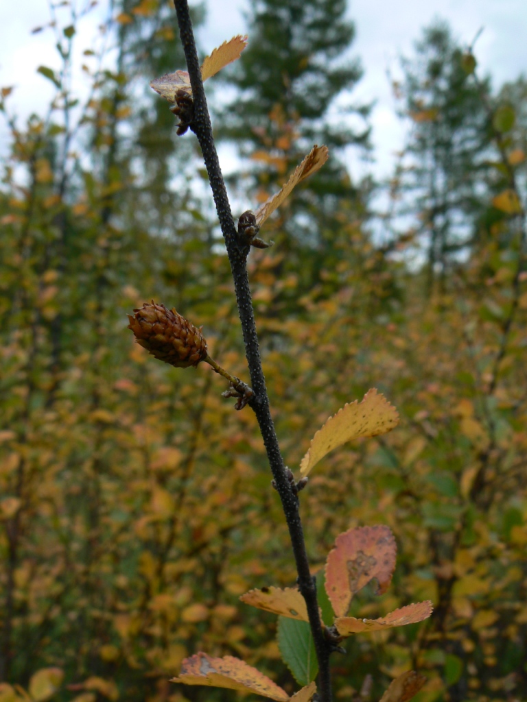 Image of Betula divaricata specimen.