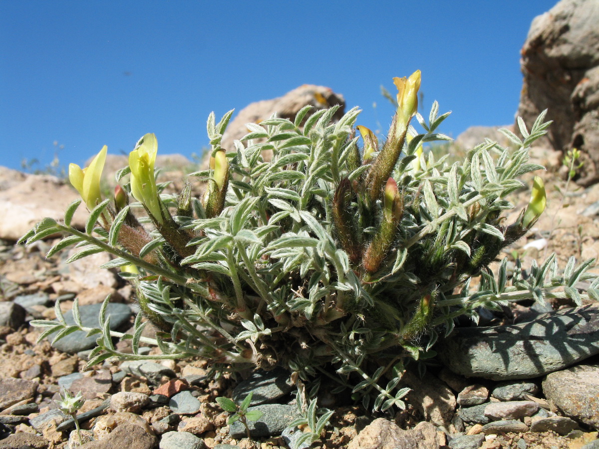 Image of genus Astragalus specimen.