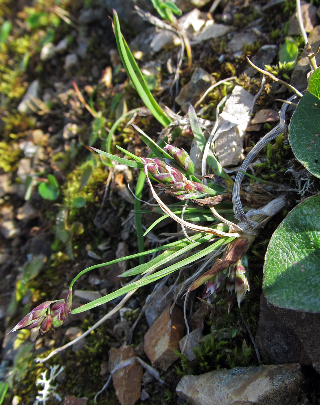 Image of Poa malacantha specimen.