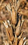 genus Oenothera. Часть соплодия. ФРГ, земля Баден-Вюртемберг, окр. г. Гейдельберг, окраина небольшого виноградника на горном склоне. Декабрь.