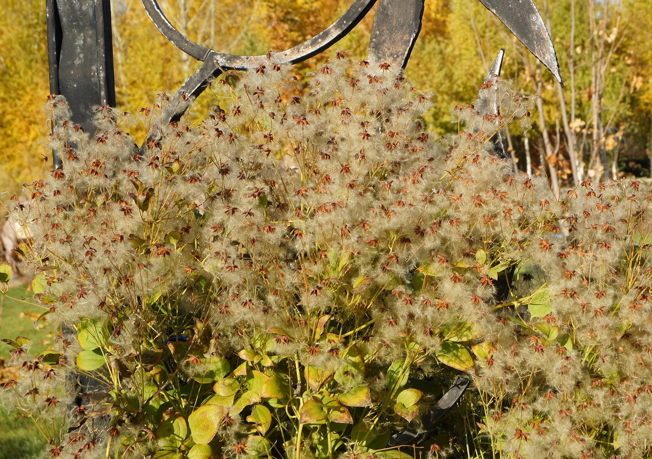 Image of Clematis mandshurica specimen.