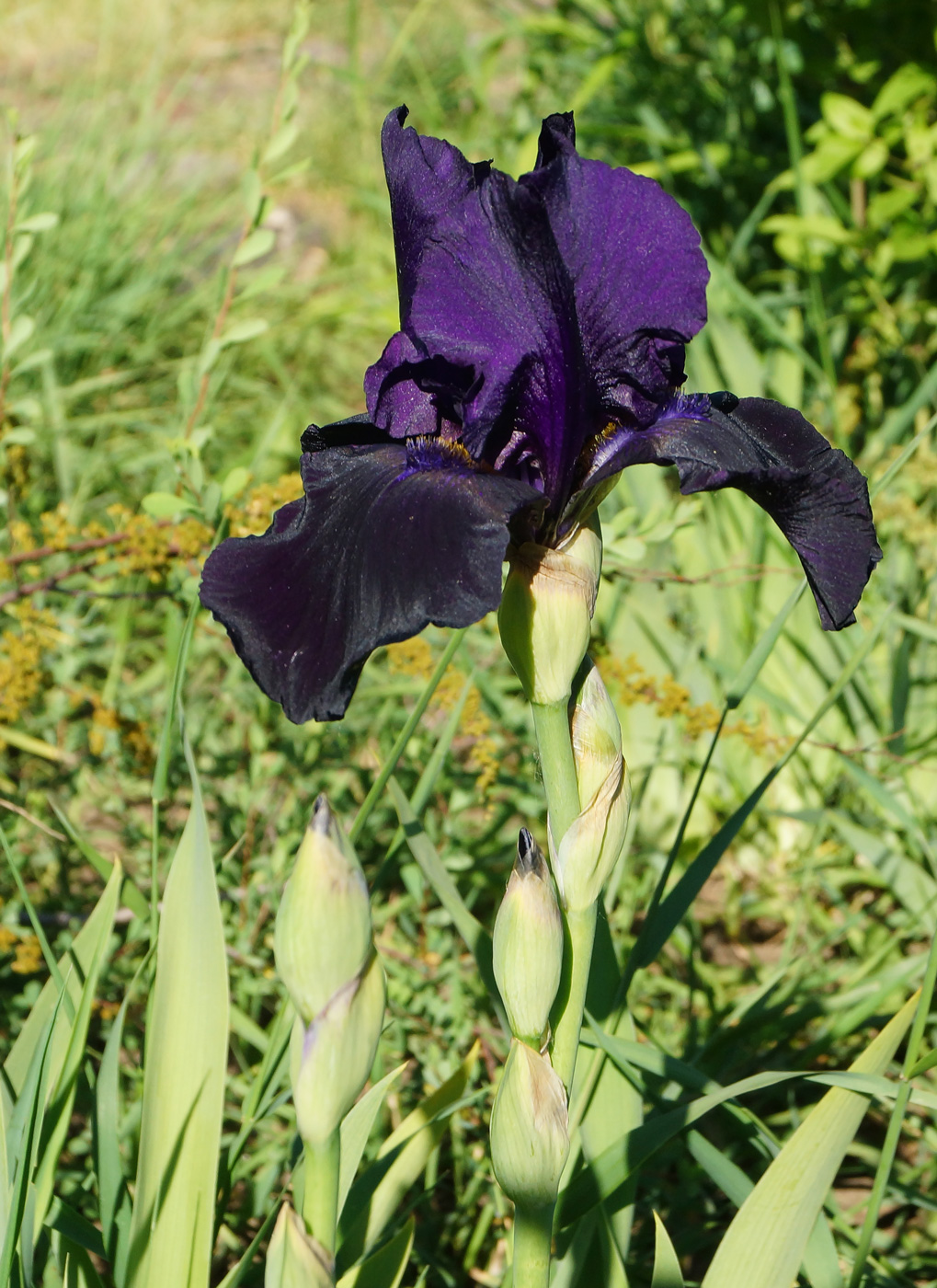 Image of Iris &times; hybrida specimen.