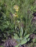 Ligularia alpigena