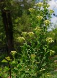 Spiraea trilobata