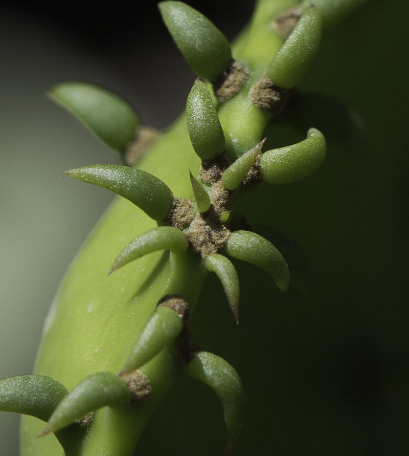 Image of Opuntia cochenillifera specimen.