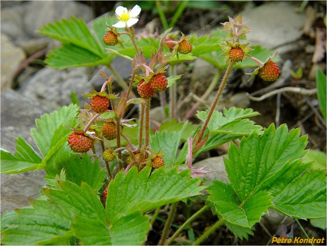 Image of Fragaria vesca specimen.