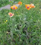 Papaver orientale