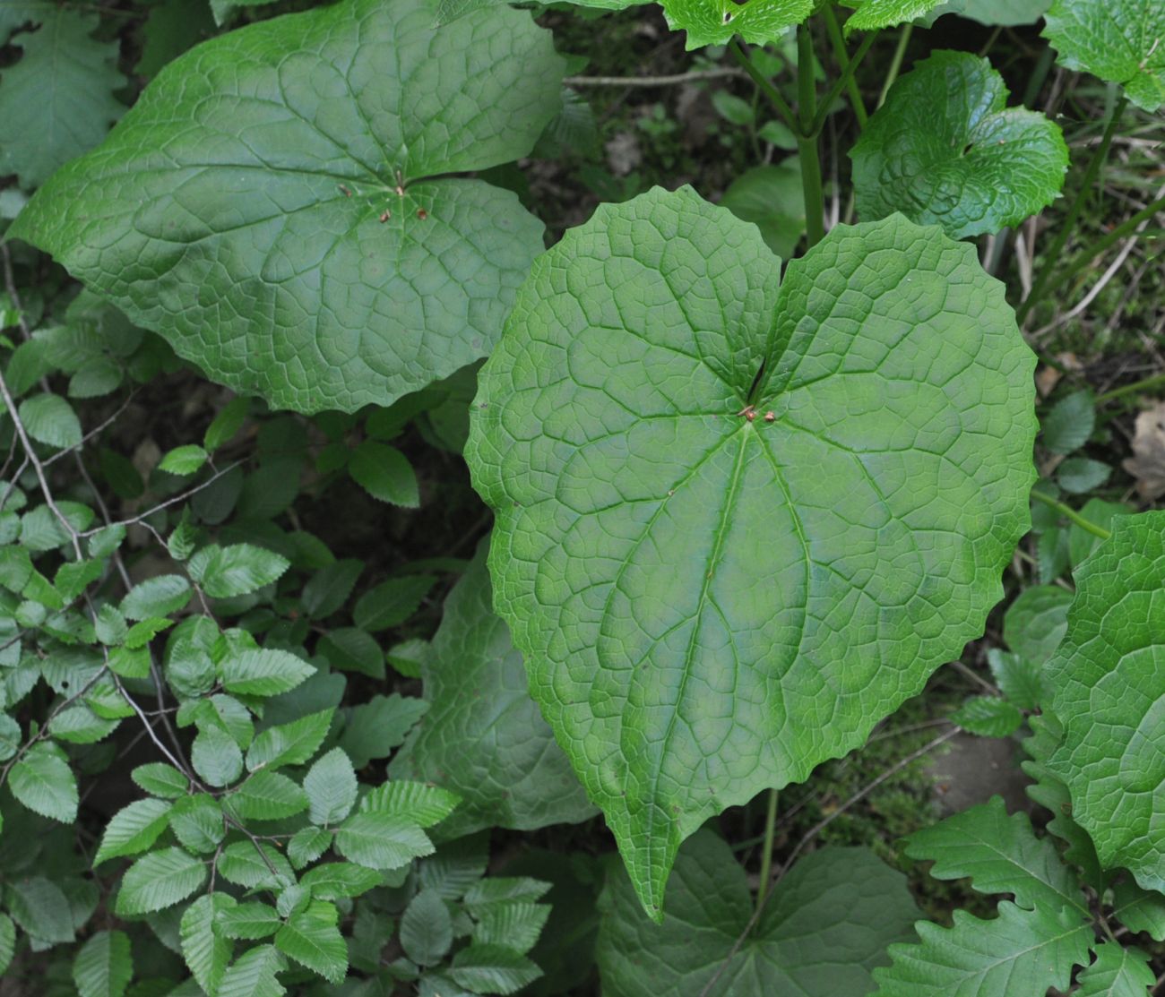 Image of genus Valeriana specimen.