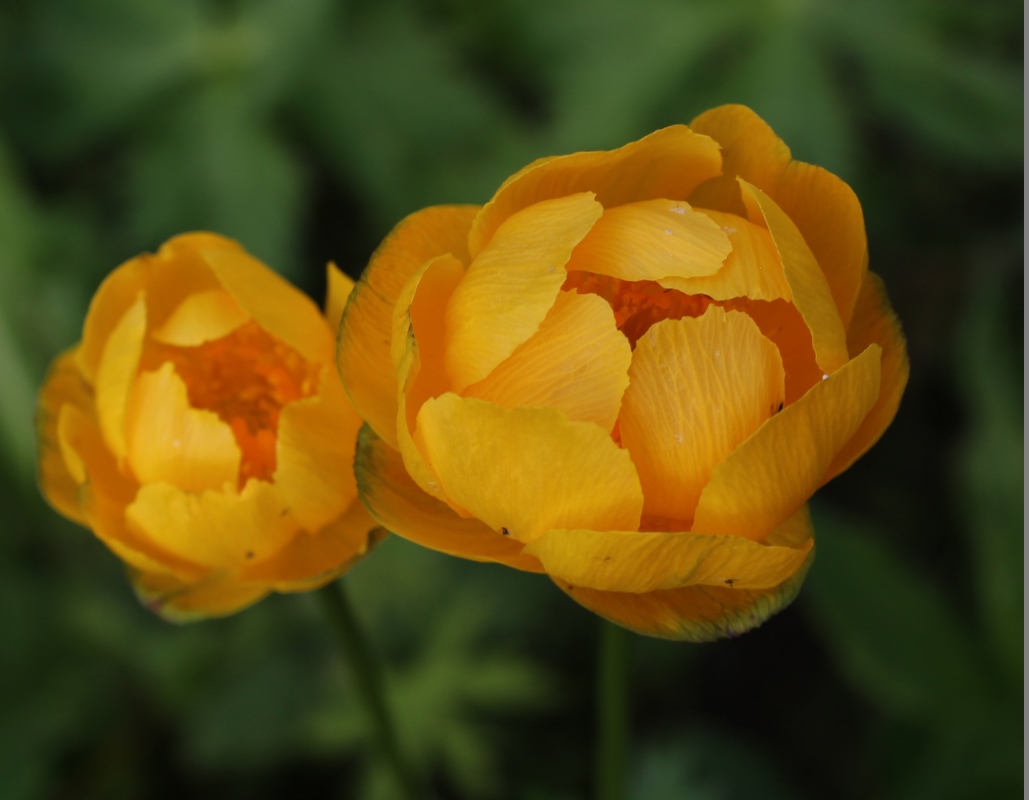 Image of Trollius apertus specimen.