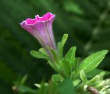 Petunia × atkinsiana