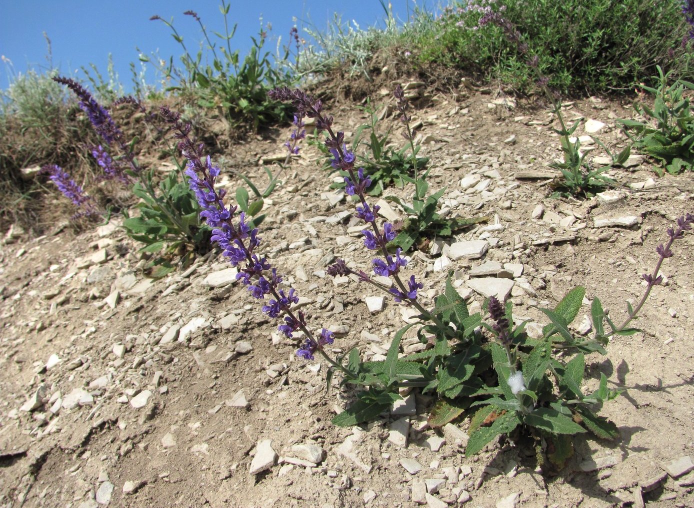 Изображение особи Salvia tesquicola.