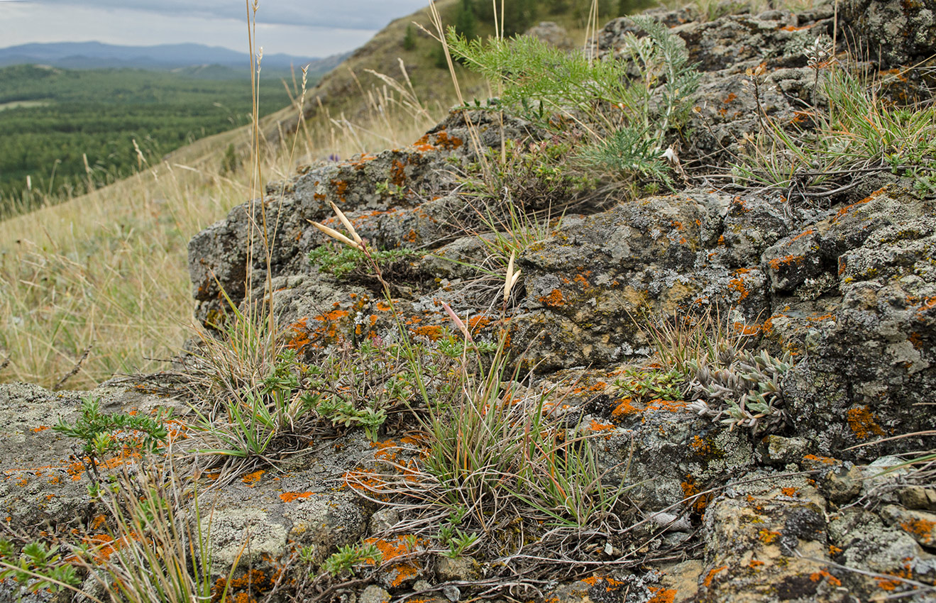 Image of Dianthus acicularis specimen.