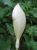 Arum amoenum