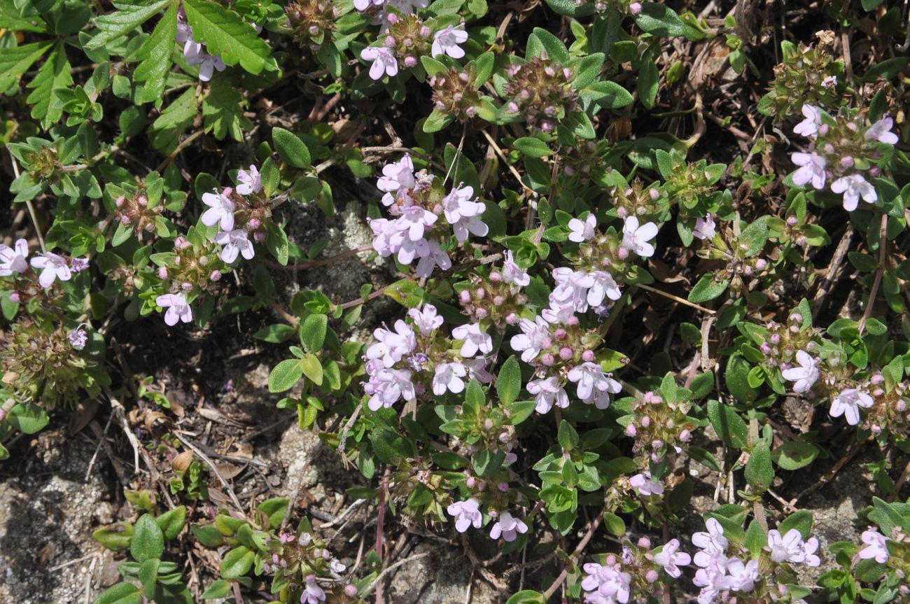 Image of genus Thymus specimen.