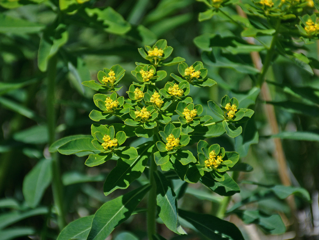 Image of Euphorbia pilosa specimen.