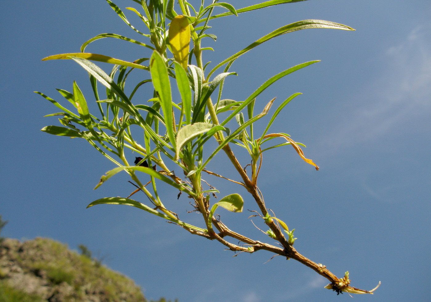 Image of Silene stylosa specimen.