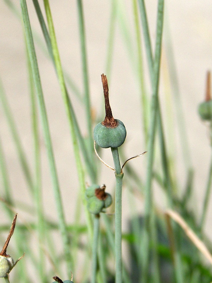 Image of Acis autumnalis specimen.