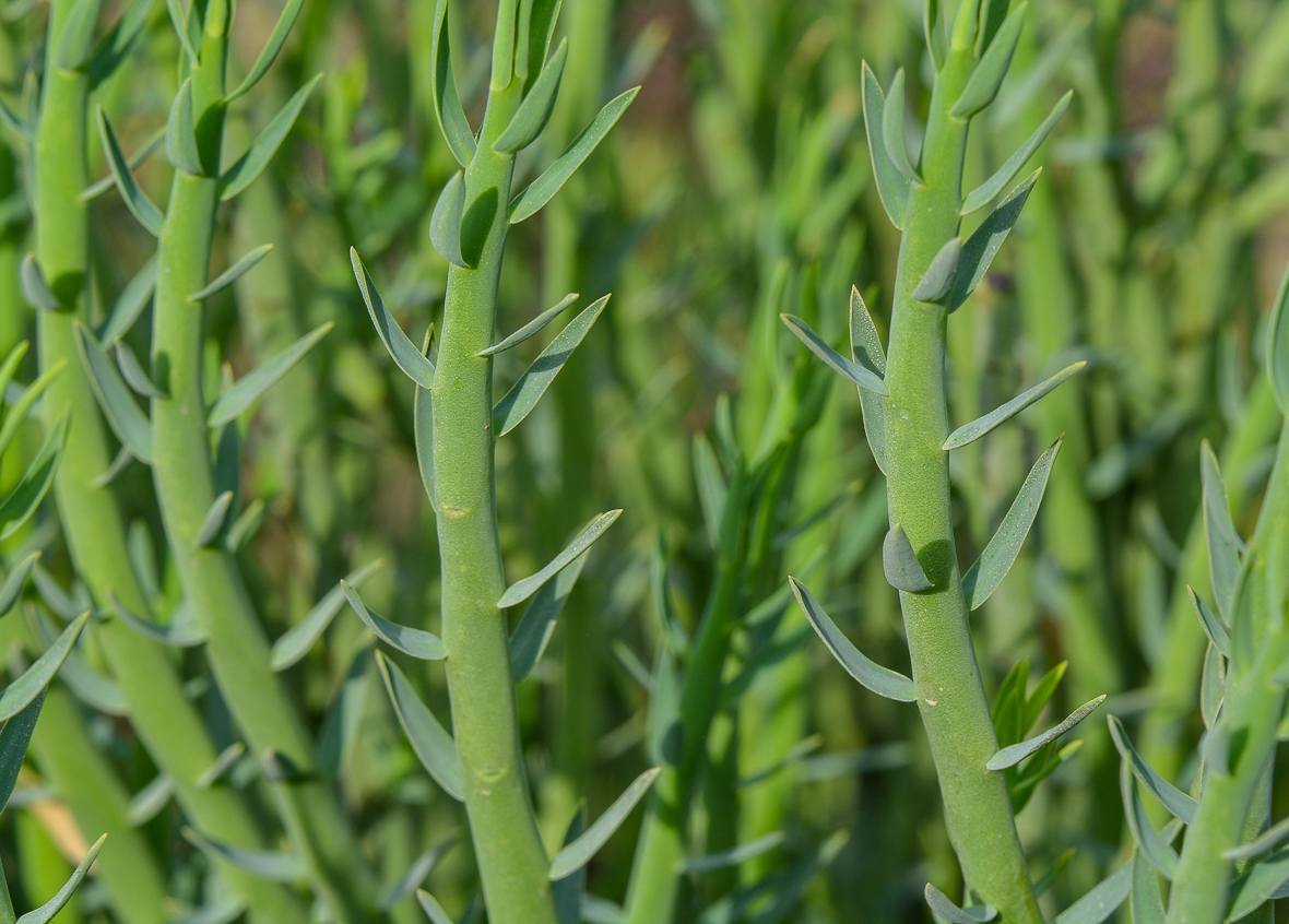 Image of Euphorbia mauritanica specimen.