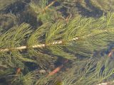 Myriophyllum sibiricum