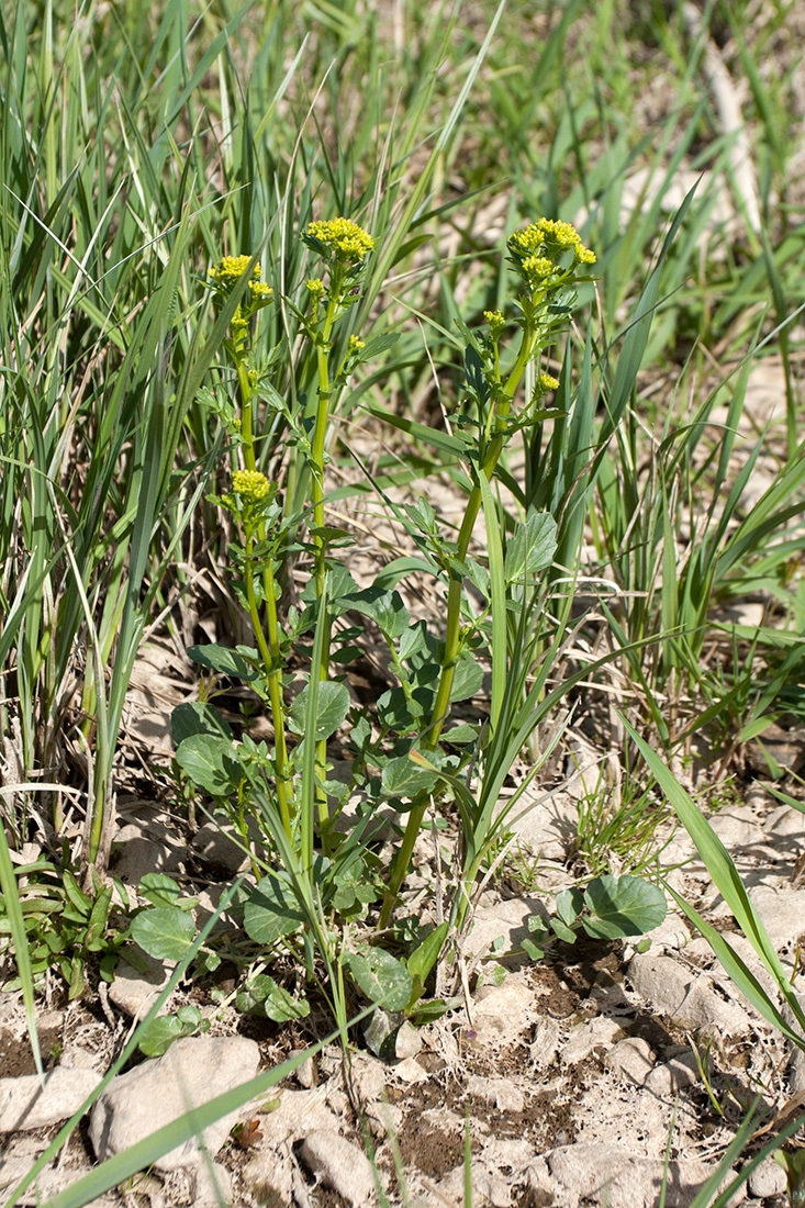 Image of Barbarea arcuata specimen.