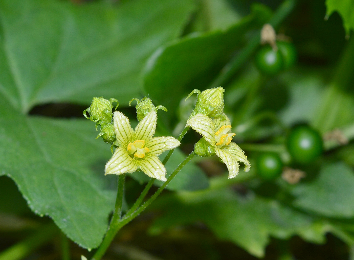 Image of Bryonia alba specimen.