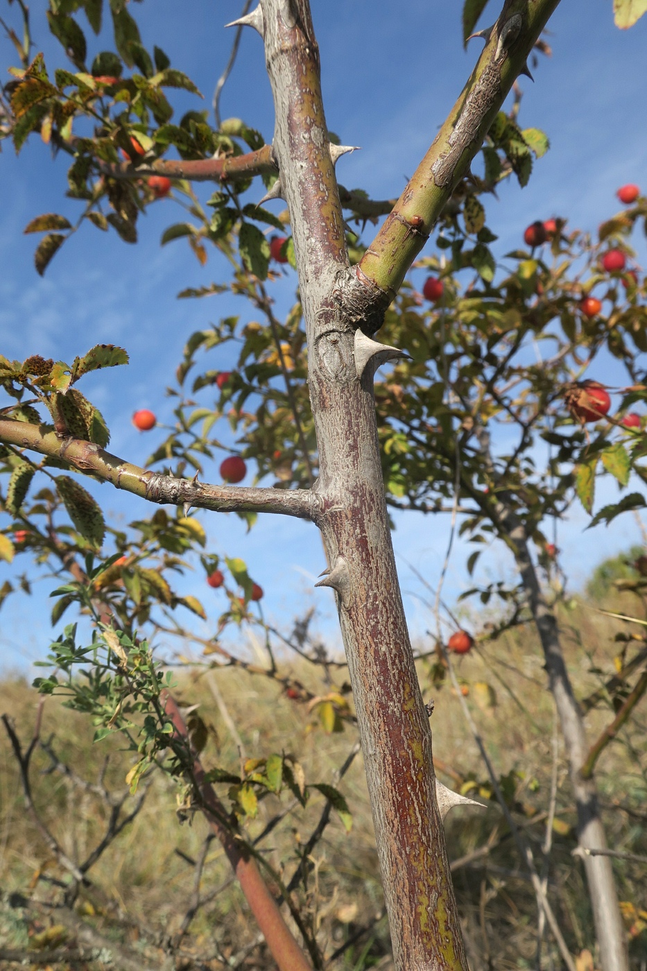 Image of genus Rosa specimen.