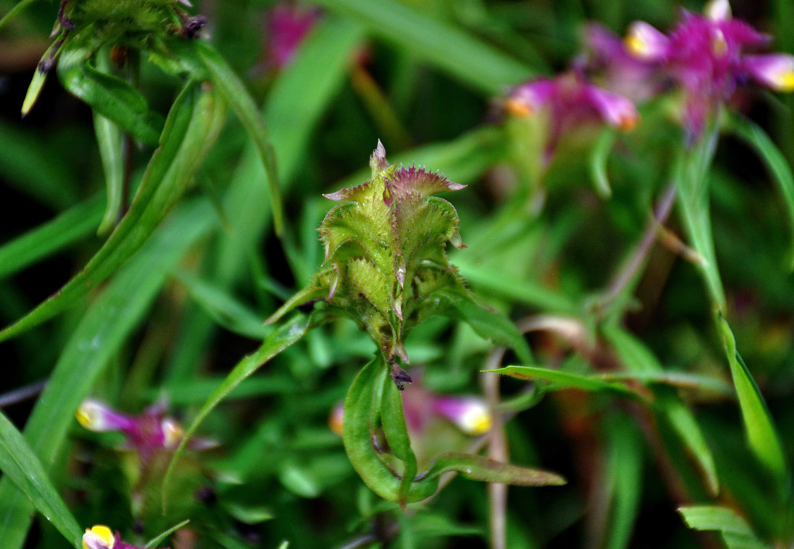 Image of Melampyrum cristatum specimen.