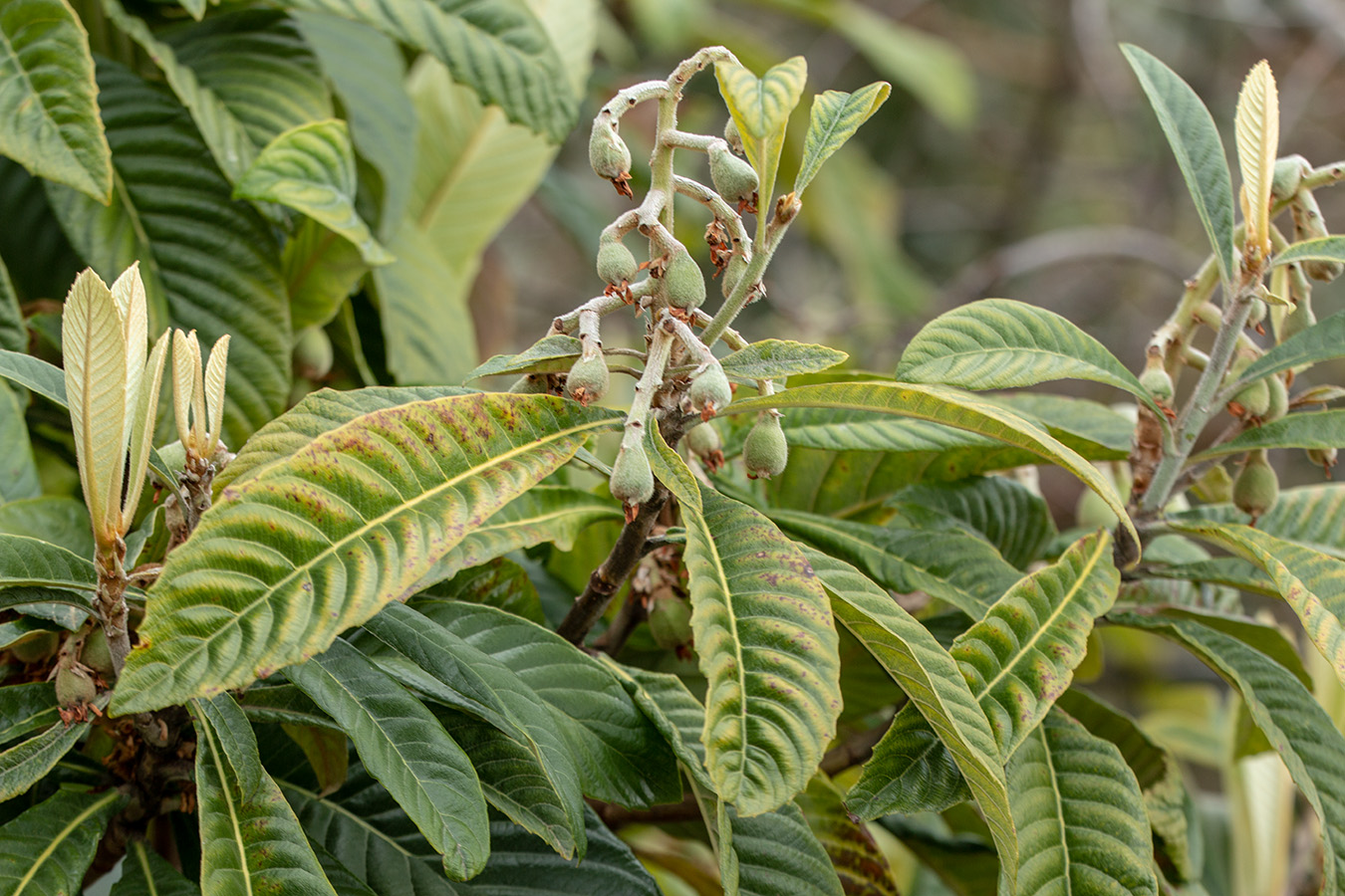 Image of Eriobotrya japonica specimen.