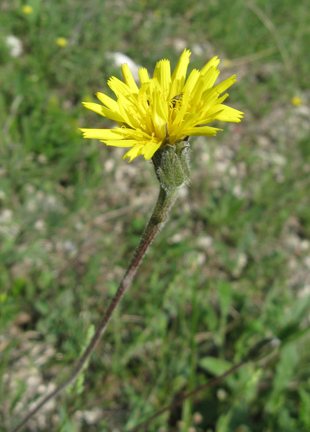 Изображение особи Leontodon biscutellifolius.