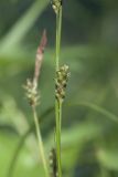 Carex sachalinensis