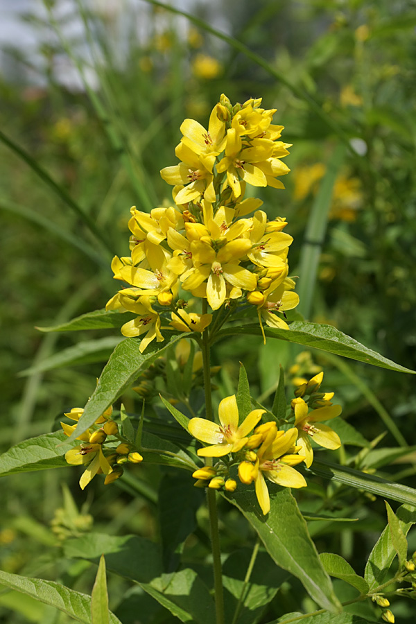 Изображение особи Lysimachia vulgaris.