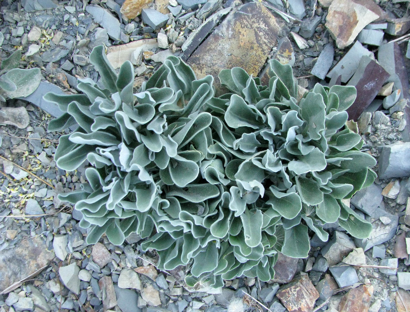 Image of Matthiola odoratissima specimen.