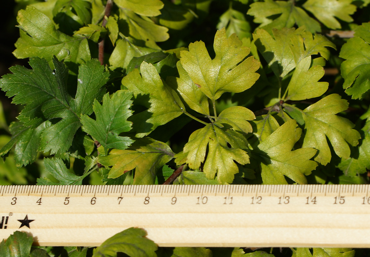 Image of genus Crataegus specimen.