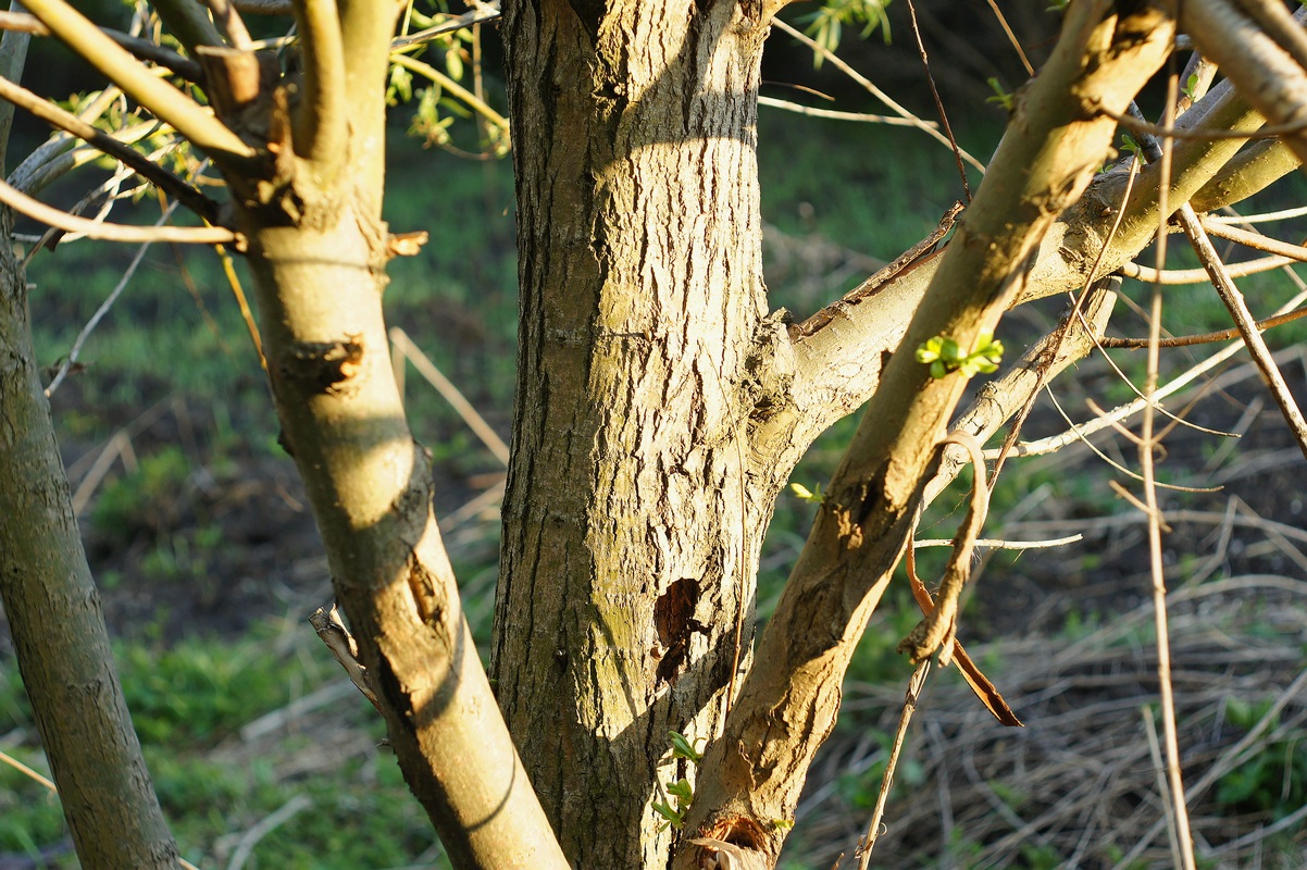 Image of Salix &times; fragilis specimen.