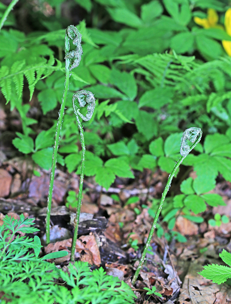 Image of Dryopteris goeringiana specimen.