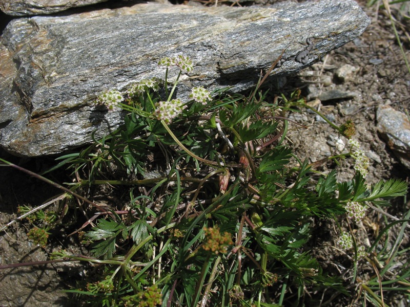 Image of Chaerophyllum humile specimen.