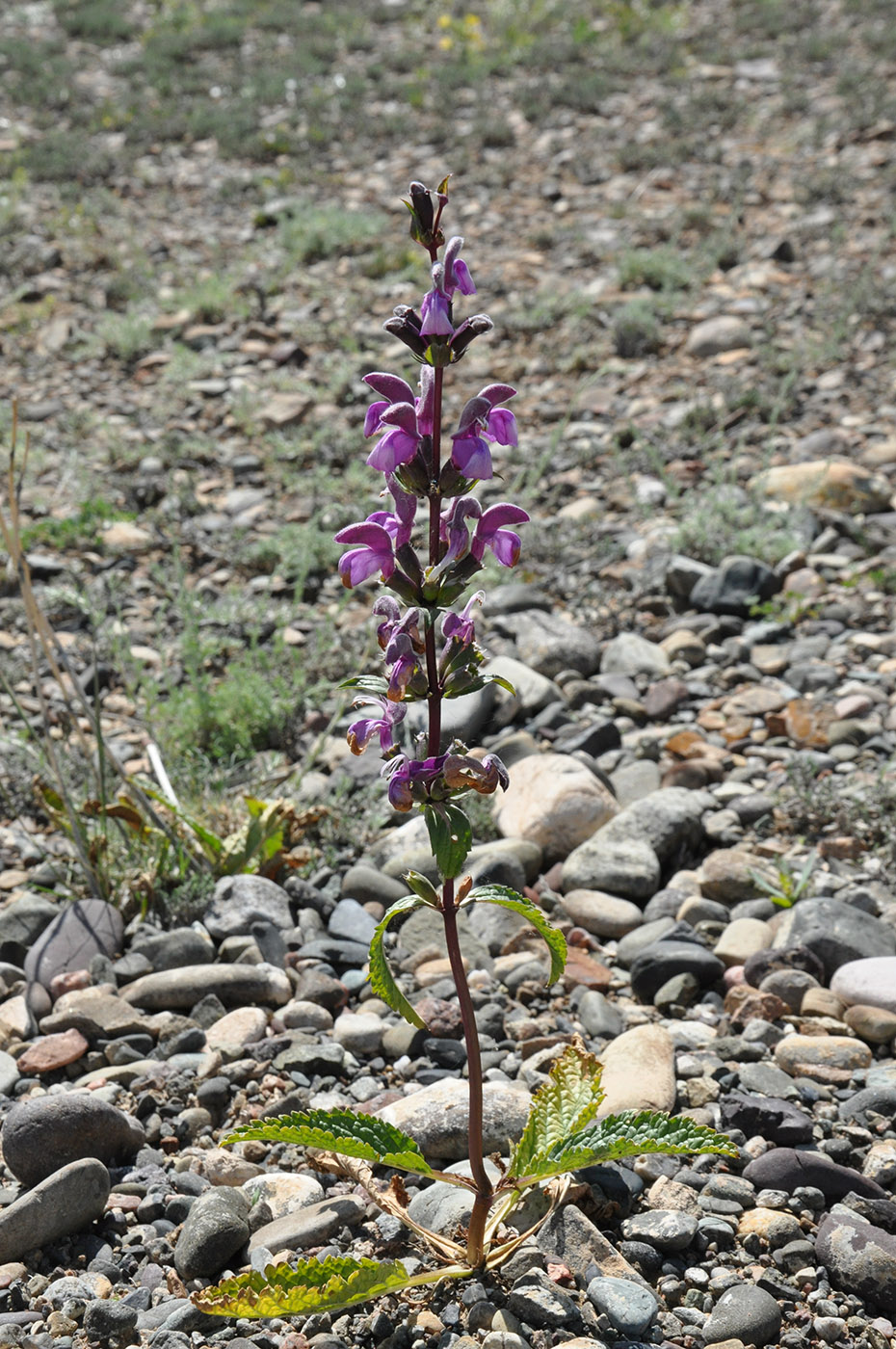 Image of Phlomoides zenaidae specimen.