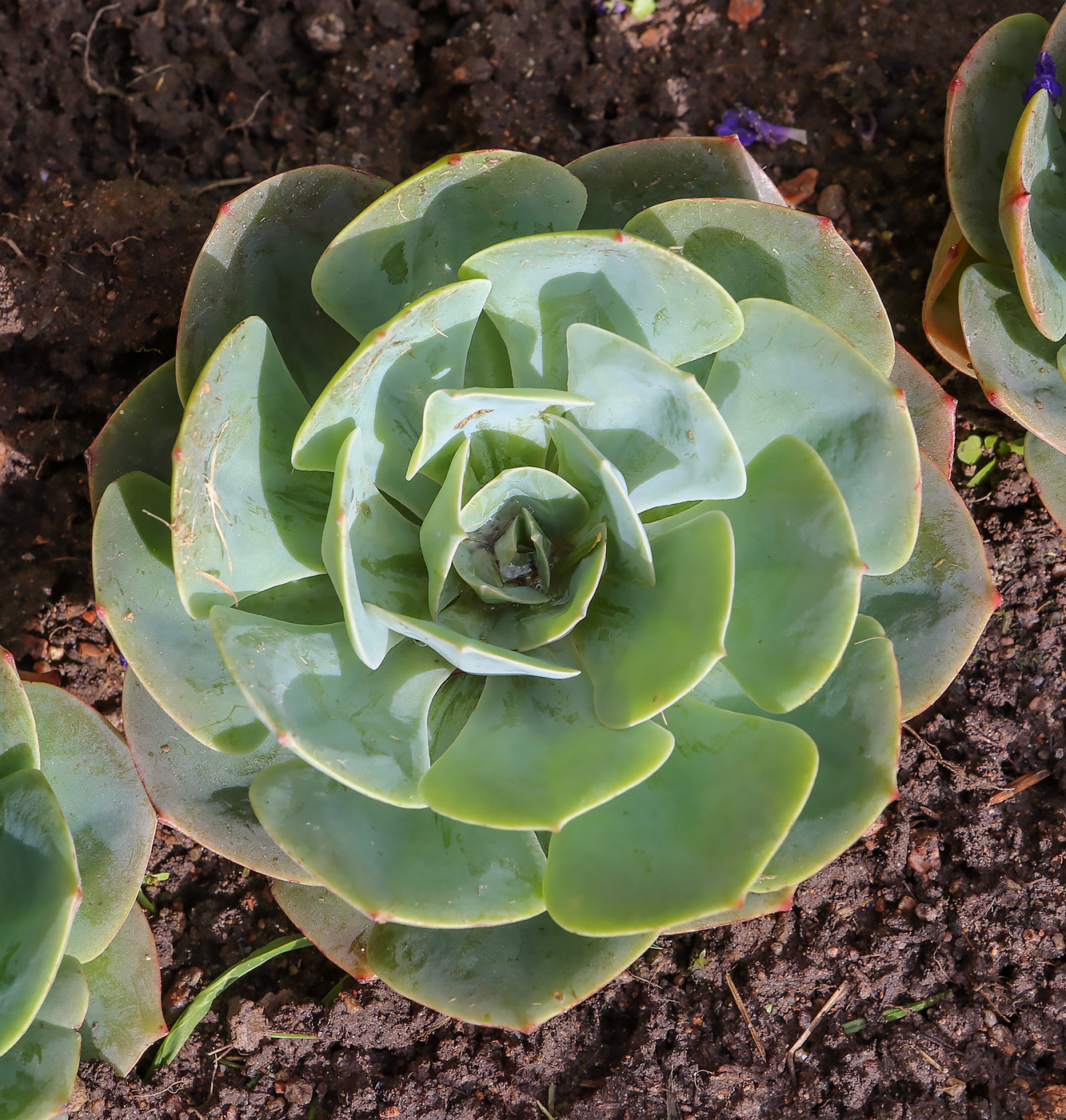 Image of genus Echeveria specimen.