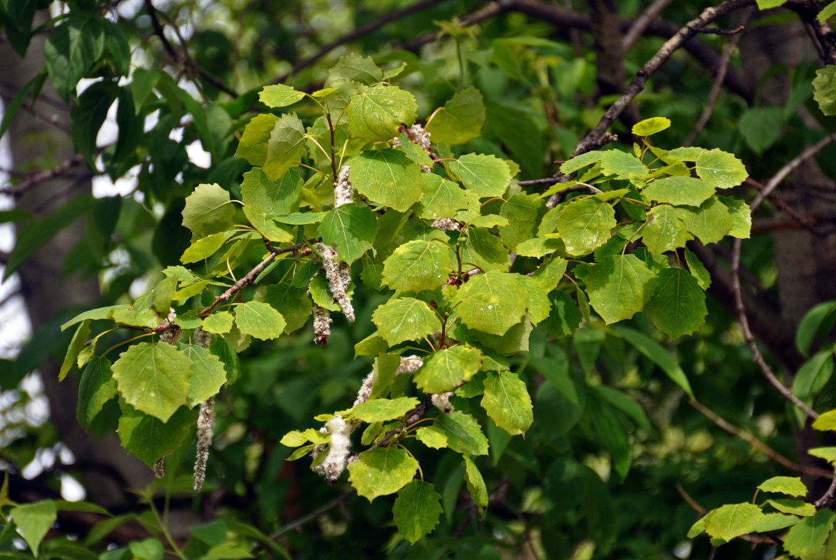 Image of Populus tremula specimen.