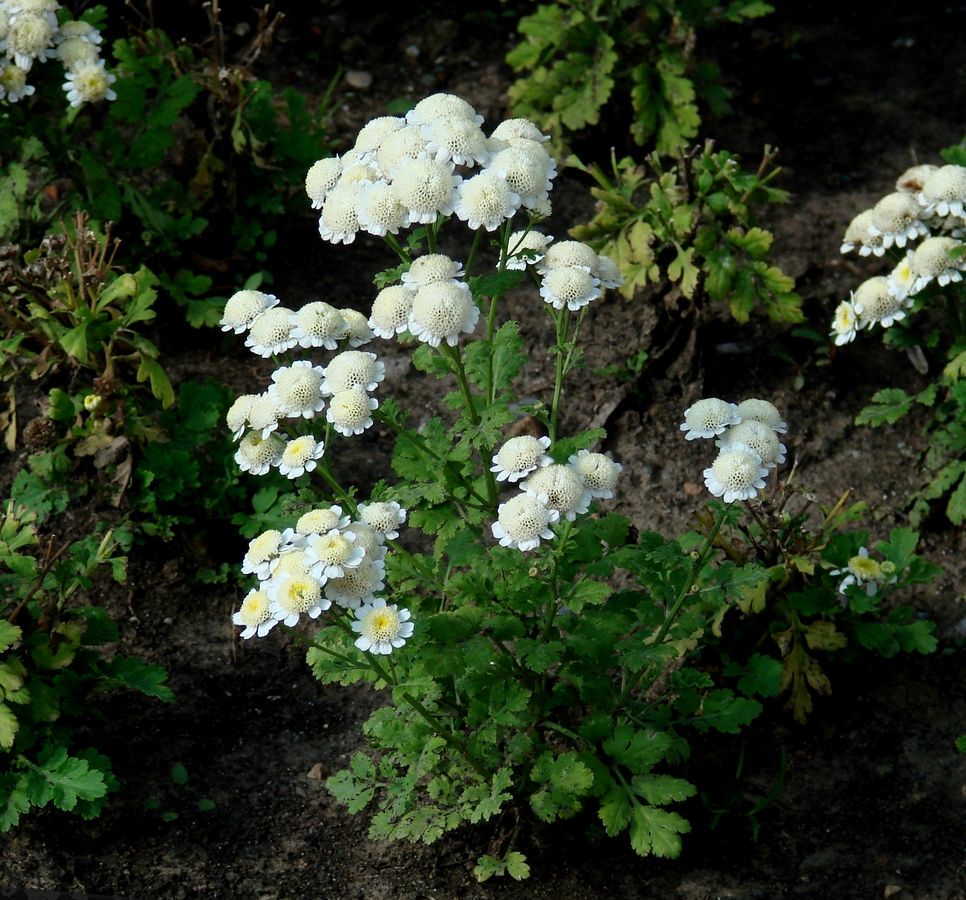 Image of Pyrethrum parthenium specimen.