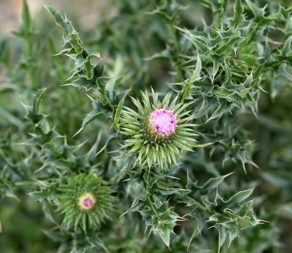 Изображение особи Carduus acanthoides.