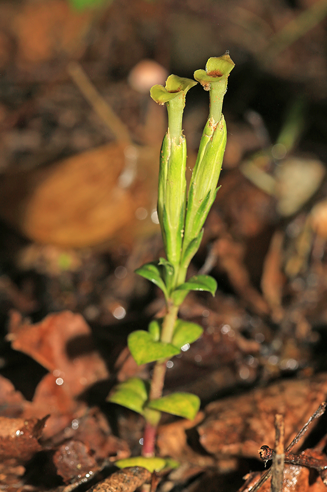 Изображение особи Gentiana zollingeri.